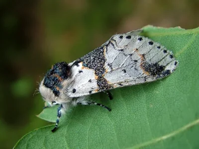 Furcula bicuspis