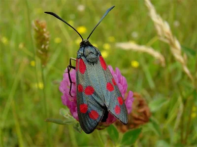 Zygaena (Zygaena) filipendulae