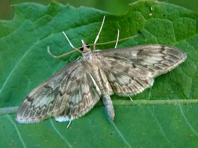 Anania lancealis
