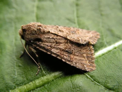 Anarta (Calocestra) trifolii