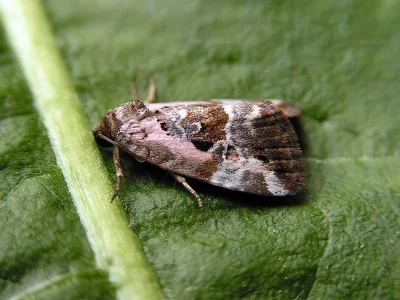 Elaphria venustula