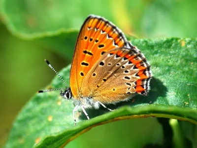 Lycaena (Helleia) helle