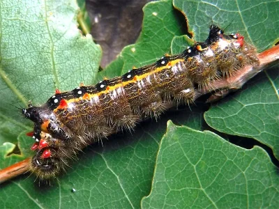 Clostera anastomosis