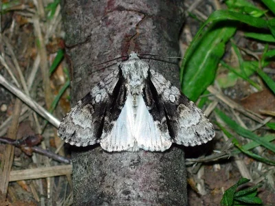 Acronicta (Jocheaera) alni