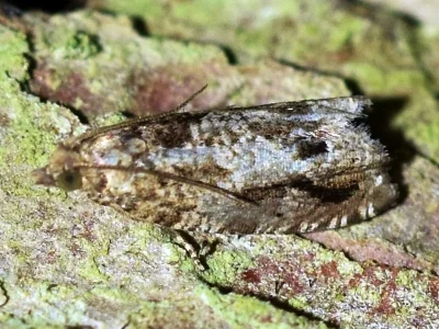 Epinotia signatana