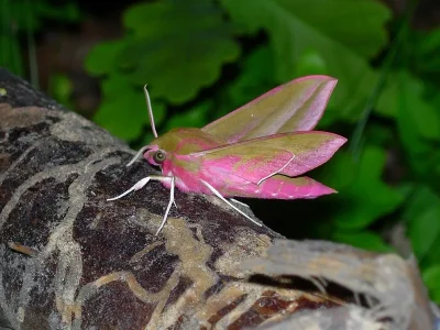 Deilephila elpenor