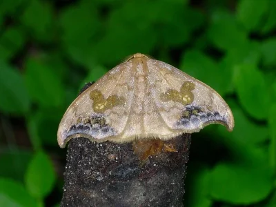 Sabra harpagula