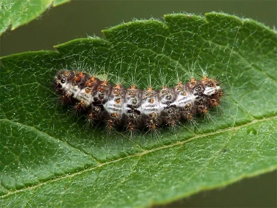 Nola (N.) cucullatella