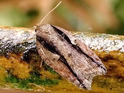 Acleris umbrana