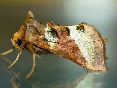 Diachrysia chrysitis