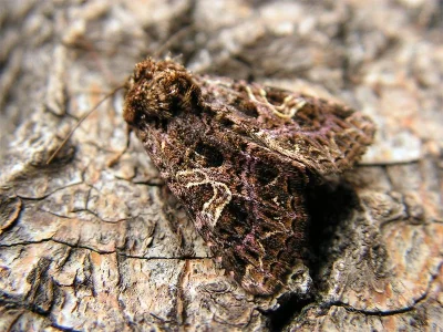 Sideridis (Aneda) rivularis
