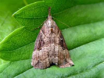 Hypena (Hypena) rostralis