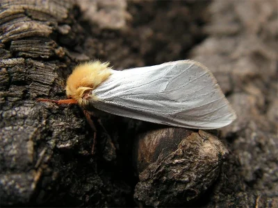 Hepialus humuli