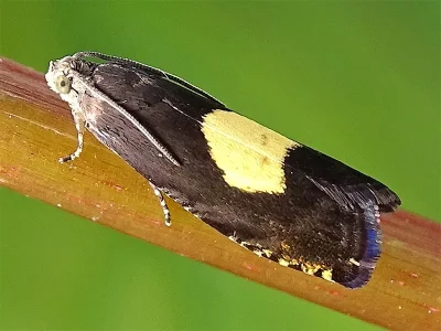 Pammene regiana