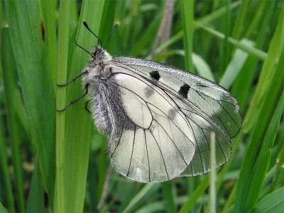 Parnassius (Driopa) mnemosyne