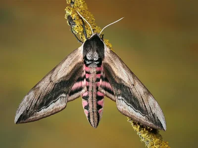 Sphinx ligustri