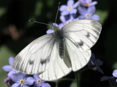 Pieris (Artogeia) napi