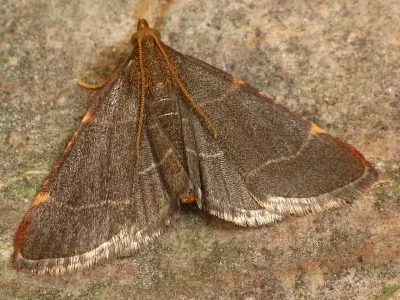 Hypsopygia glaucinalis
