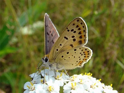 Lycaena (Heodes) tityrus