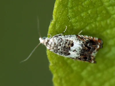 Ancylis laetana