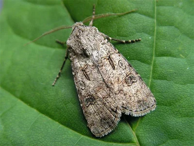 Agrotis (Agrotis) segetum