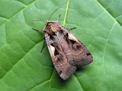 Xestia (Megasema) c-nigrum