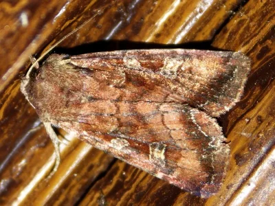 Lacanobia (Diataraxia) splendens