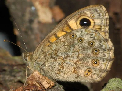 Lasiommata megera