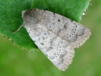 Hoplodrina respersa
