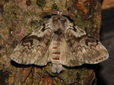 Calliteara abietis