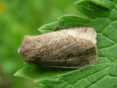 Orthosia (Monima) cruda