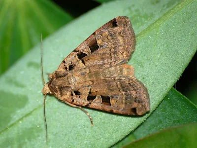 Xestia (Xestia) triangulum