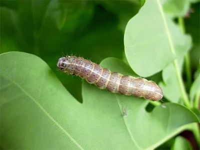 Orthosia (Monima) cruda