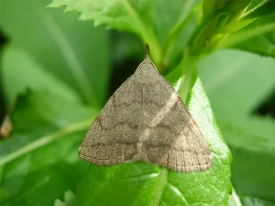 Pechipogo (Pechipogo) strigilata