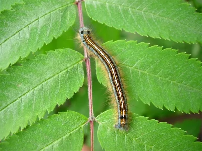 Malacosoma (Clisiocampa) neustria