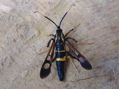 Synanthedon mesiaeformis