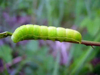 Orthosia (O.) incerta