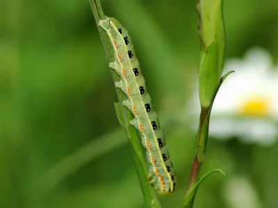 Xylena (X.) exsoleta