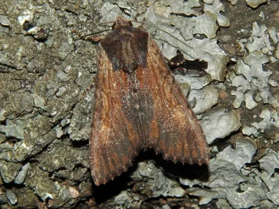 Apamea (Apamea) crenata