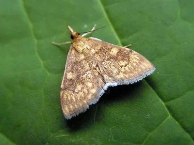 Anania verbascalis