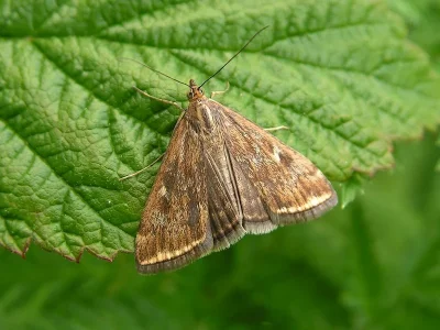 Loxostege sticticalis