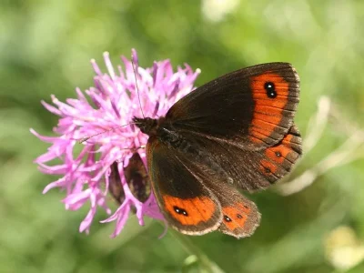 Erebia montanus