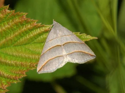 Colobochyla salicalis