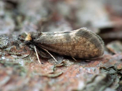 Taleporia tubulosa
