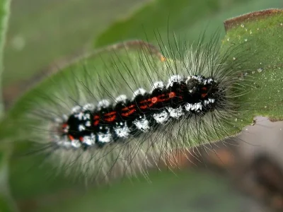 Euproctis (Sphrageidus) similis