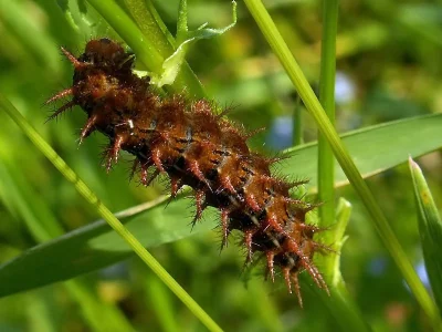Argynnis (Fabriciana) adippe
