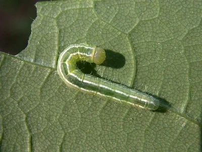 Ptilophora plumigera