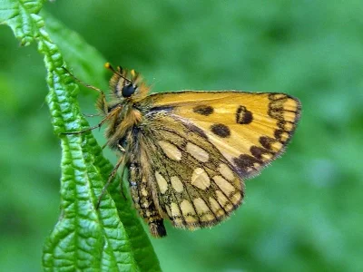 Carterocephalus silvicola