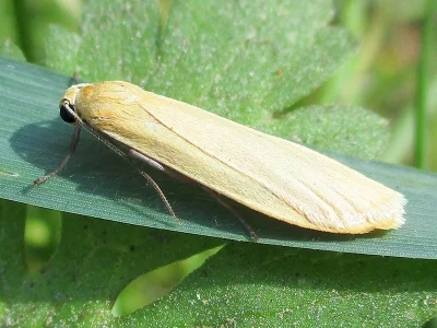 Eilema (Wittia) sororcula