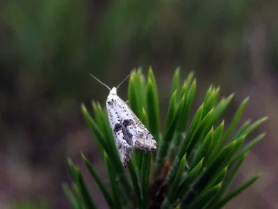 Cochylimorpha woliniana